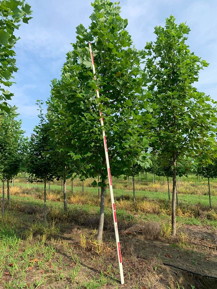 liriodendron-tulipifera-tulip-poplar-tree-yellow-poplar