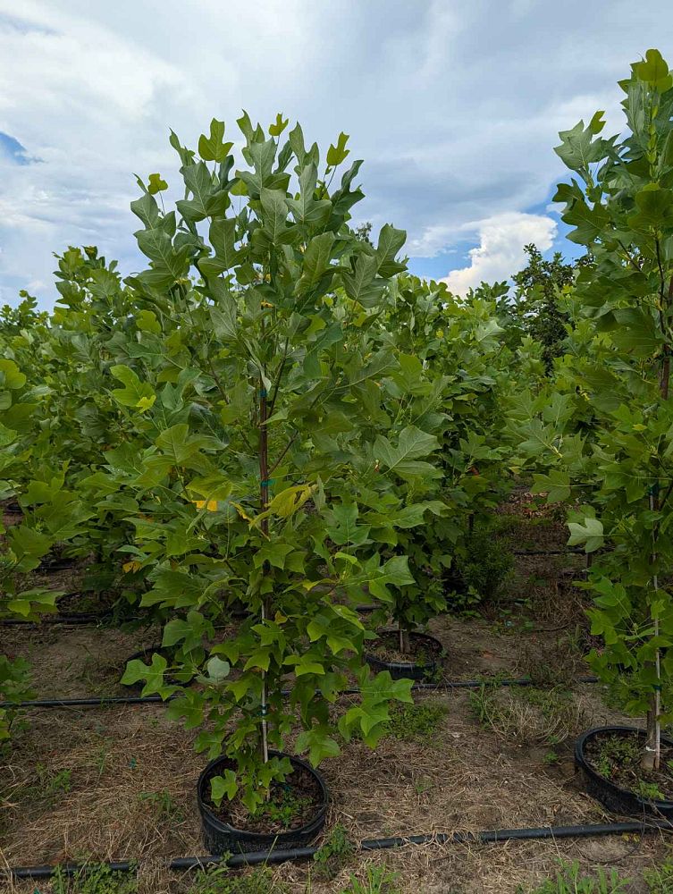 liriodendron-tulipifera-tulip-poplar-tree-yellow-poplar