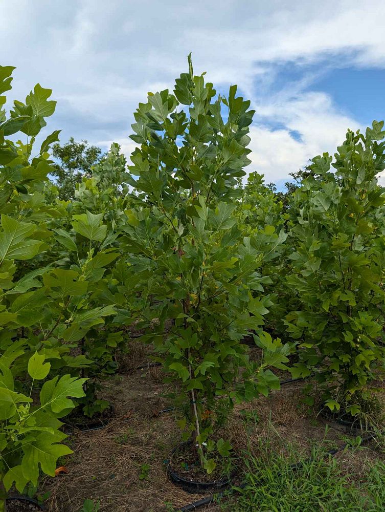 liriodendron-tulipifera-tulip-poplar-tree-yellow-poplar