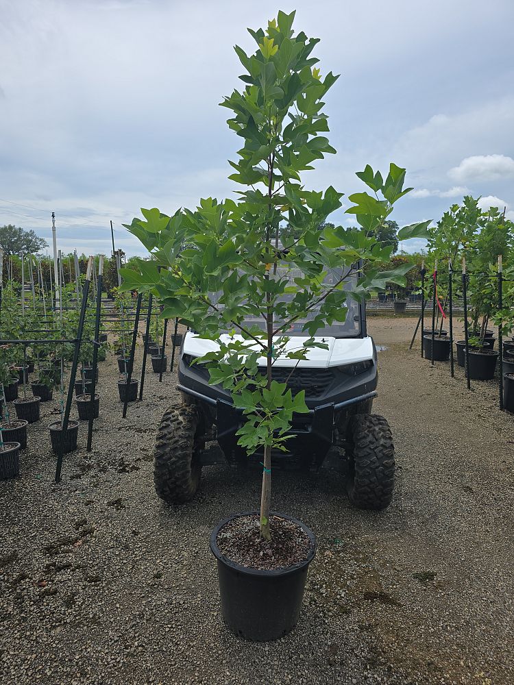 liriodendron-tulipifera-tulip-poplar-tree-yellow-poplar