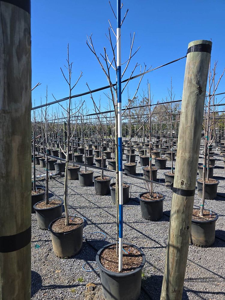liriodendron-tulipifera-tulip-poplar-tree-yellow-poplar