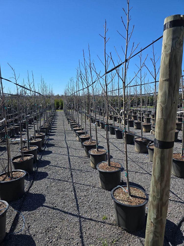 liriodendron-tulipifera-tulip-poplar-tree-yellow-poplar