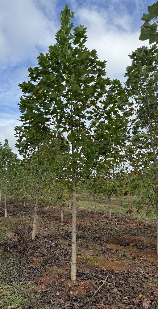 liriodendron-tulipifera-tulip-poplar-tree-yellow-poplar