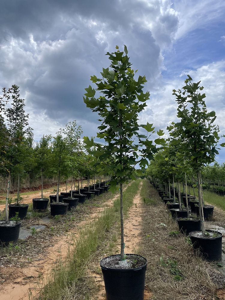 liriodendron-tulipifera-tulip-poplar-tree-yellow-poplar