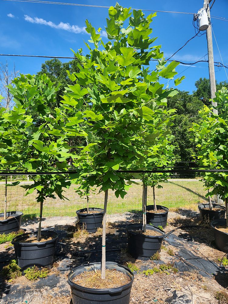 liriodendron-tulipifera-tulip-poplar-tree-yellow-poplar