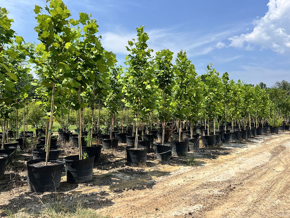 liriodendron-tulipifera-tulip-poplar-tree-yellow-poplar