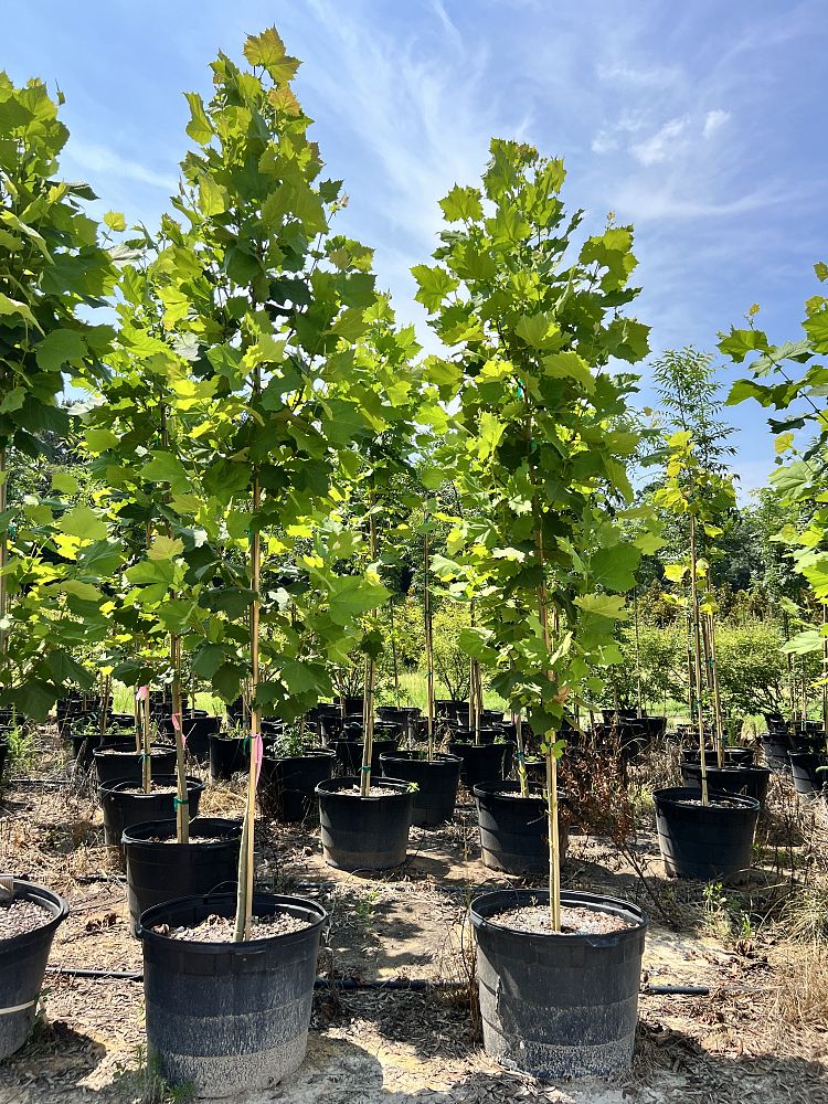 liriodendron-tulipifera-tulip-poplar-tree-yellow-poplar
