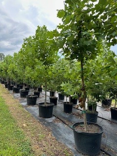 liriodendron-tulipifera-tulip-poplar-tree-yellow-poplar