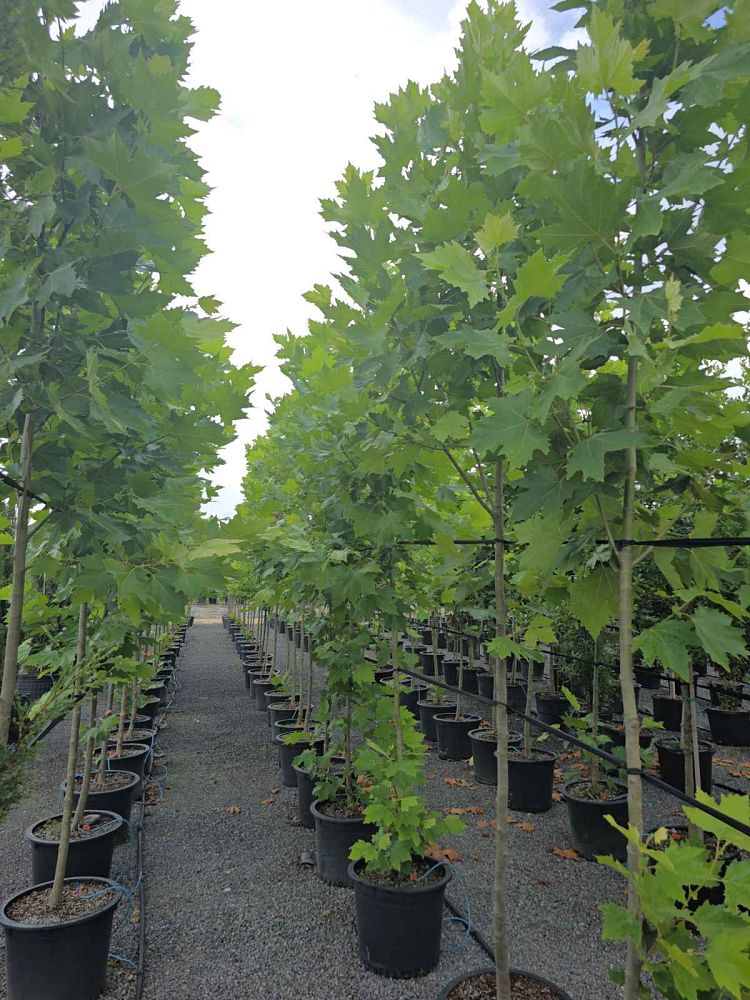 liriodendron-tulipifera-tulip-poplar-tree-yellow-poplar