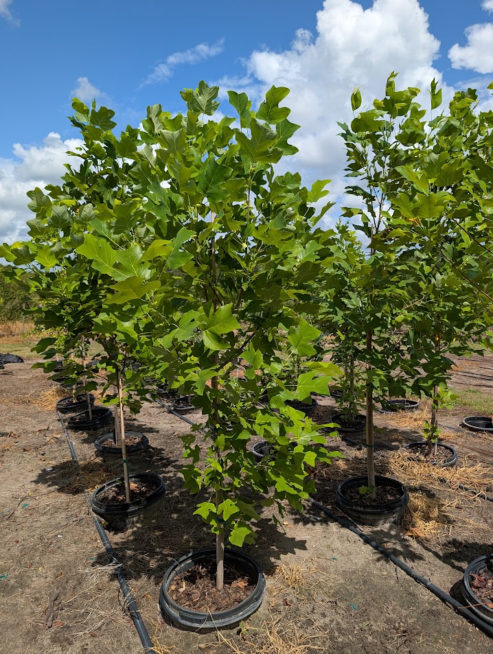 liriodendron-tulipifera-tulip-poplar-tree-yellow-poplar