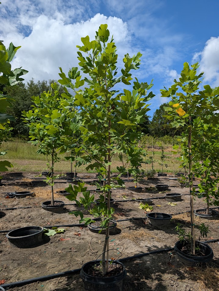 liriodendron-tulipifera-tulip-poplar-tree-yellow-poplar