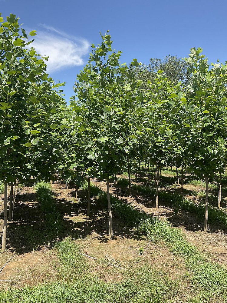 liriodendron-tulipifera-tulip-poplar-tree-yellow-poplar