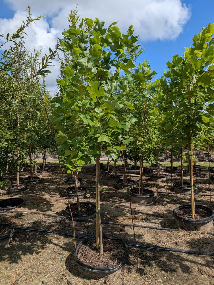 liriodendron-tulipifera-tulip-poplar-tree-yellow-poplar