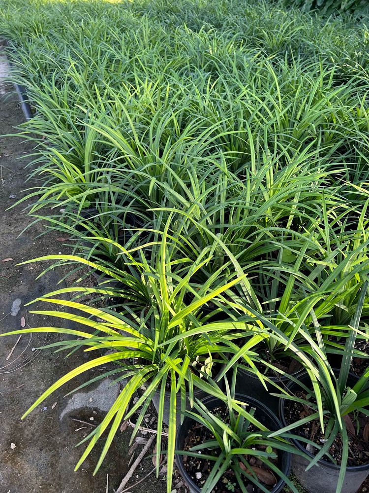 liriope-blue-spire-lilyturf