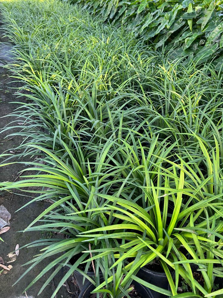 liriope-blue-spire-lilyturf
