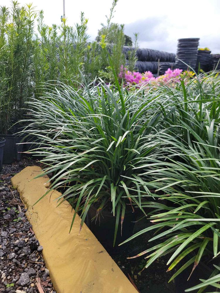 liriope-blue-spire-lilyturf
