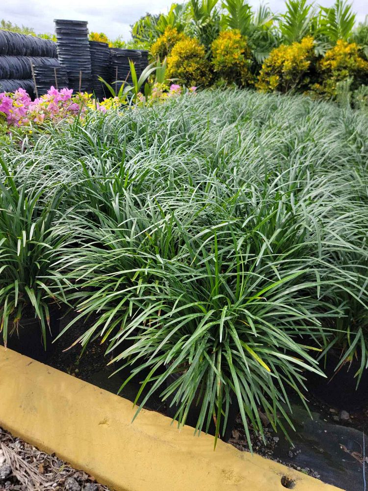 liriope-blue-spire-lilyturf