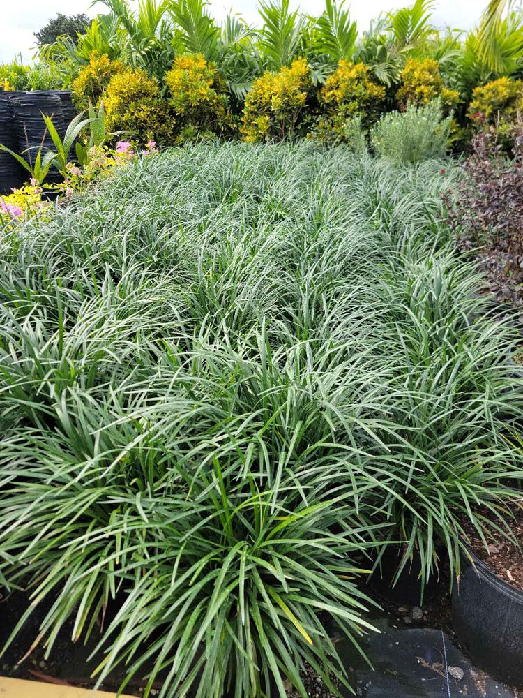 liriope-blue-spire-lilyturf