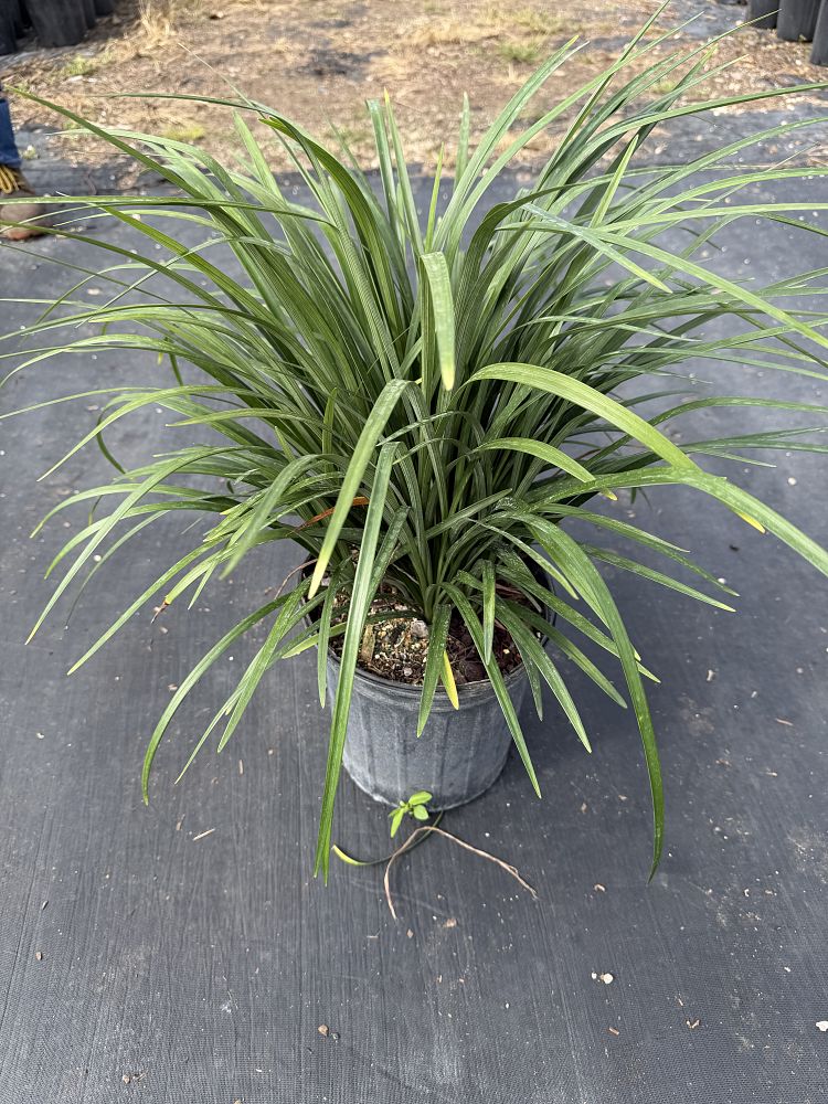 liriope-blue-spire-lilyturf