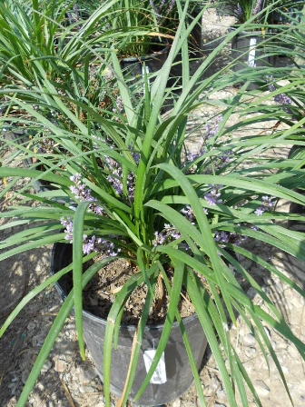 liriope-gigantea-giant-lilyturf