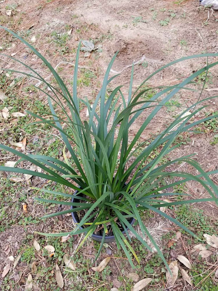 liriope-gigantea-giant-lilyturf