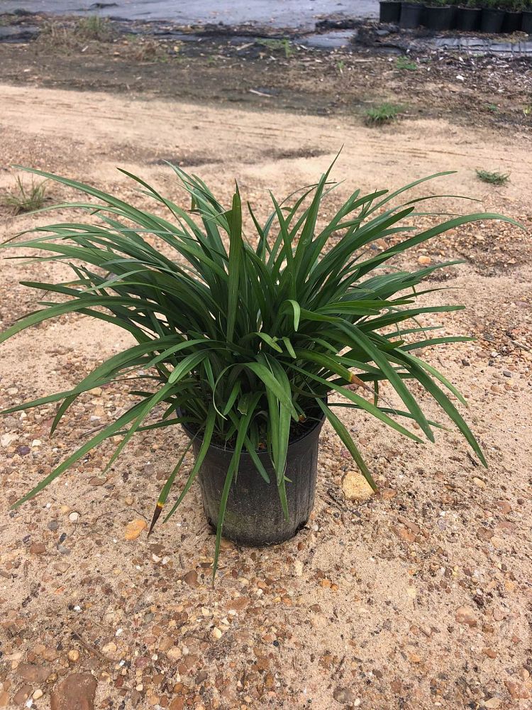 liriope-gigantea-giant-lilyturf