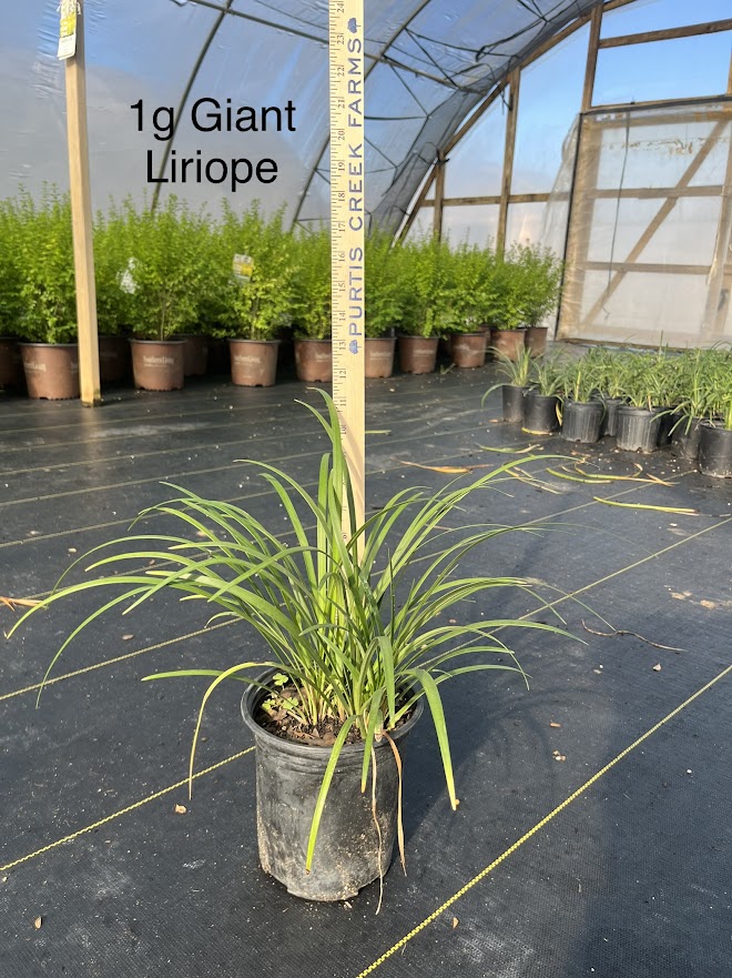 liriope-gigantea-giant-lilyturf