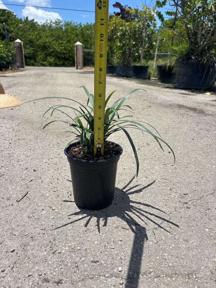 liriope-green-lane-lilyturf