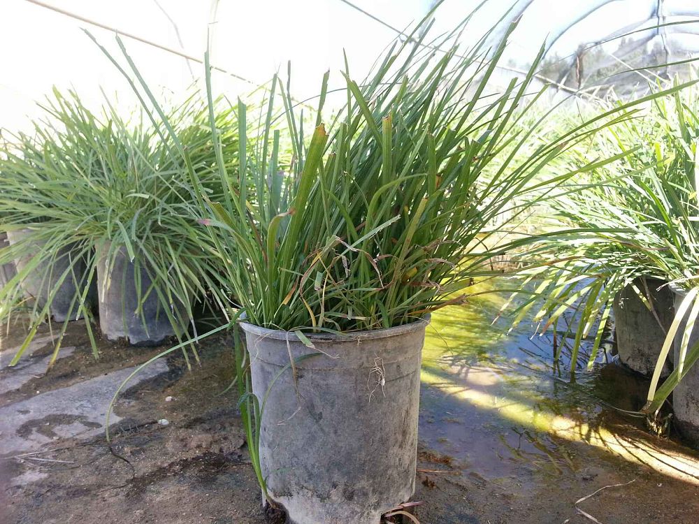 liriope-lilyturf-monkey-grass
