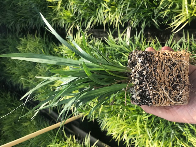 liriope-lilyturf-monkey-grass