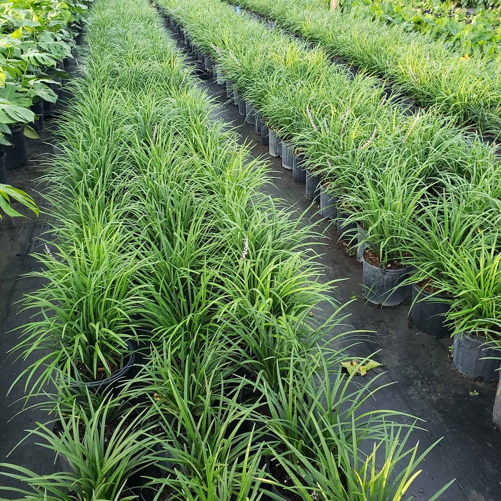 liriope-lilyturf-monkey-grass