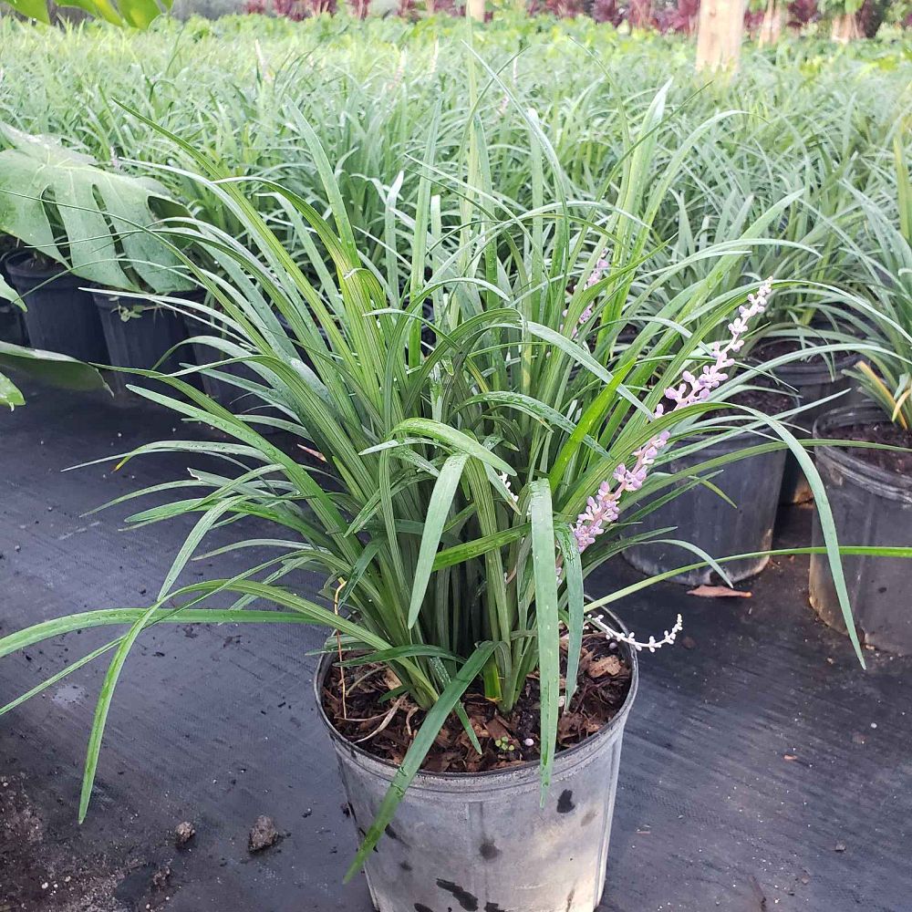 liriope-lilyturf-monkey-grass