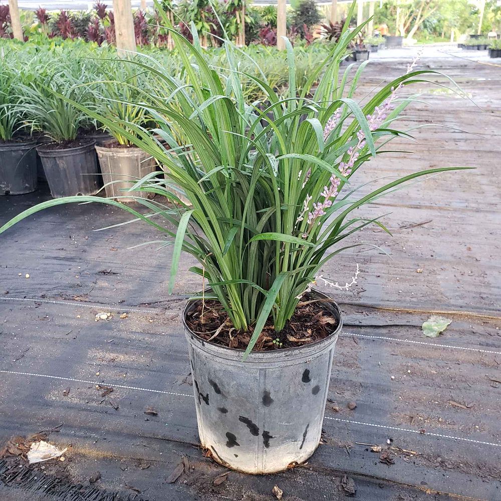 liriope-lilyturf-monkey-grass