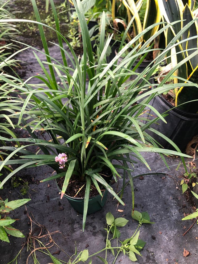 liriope-lilyturf-monkey-grass