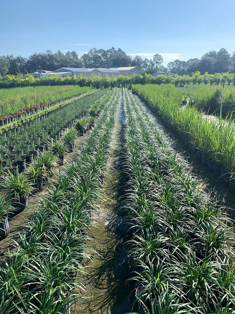 liriope-lilyturf-monkey-grass
