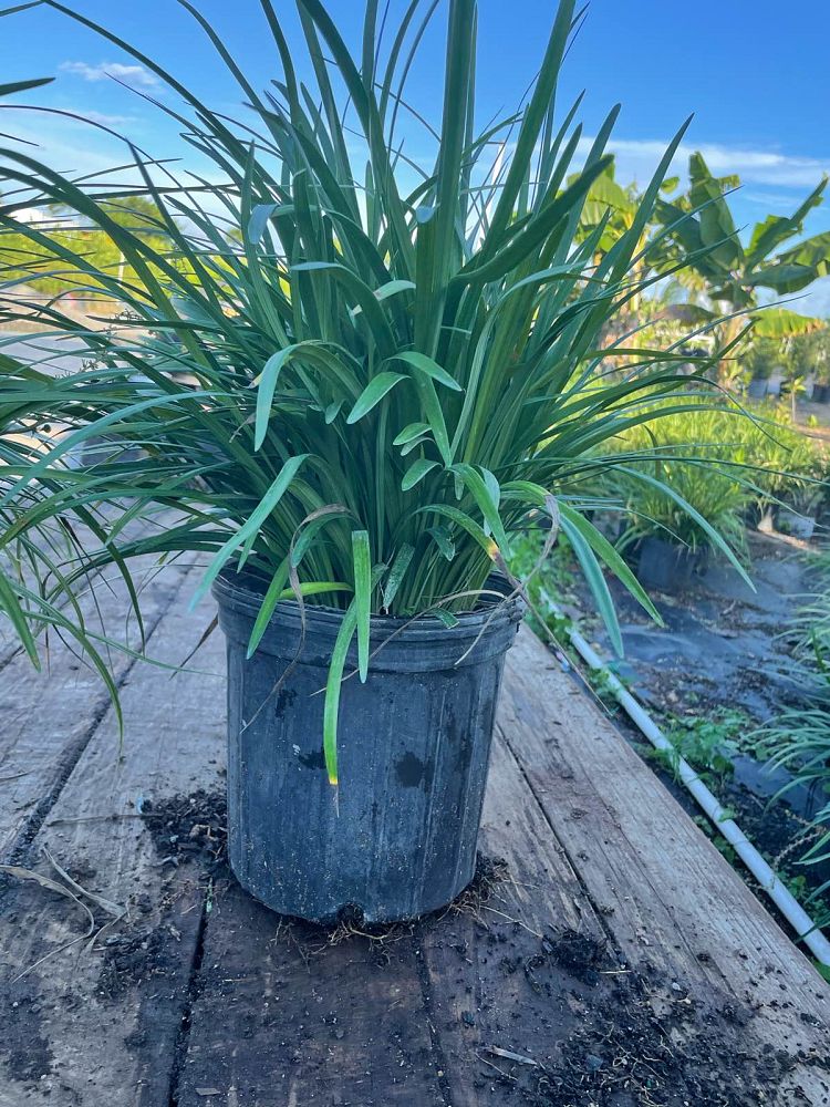 liriope-lilyturf-monkey-grass