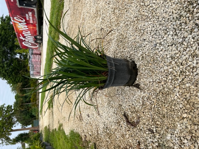 liriope-lilyturf-monkey-grass