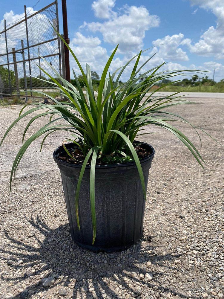 liriope-lilyturf-monkey-grass