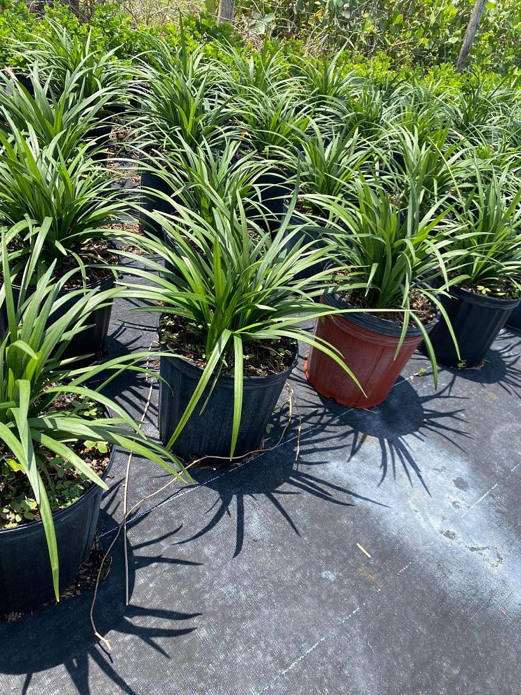 liriope-lilyturf-monkey-grass