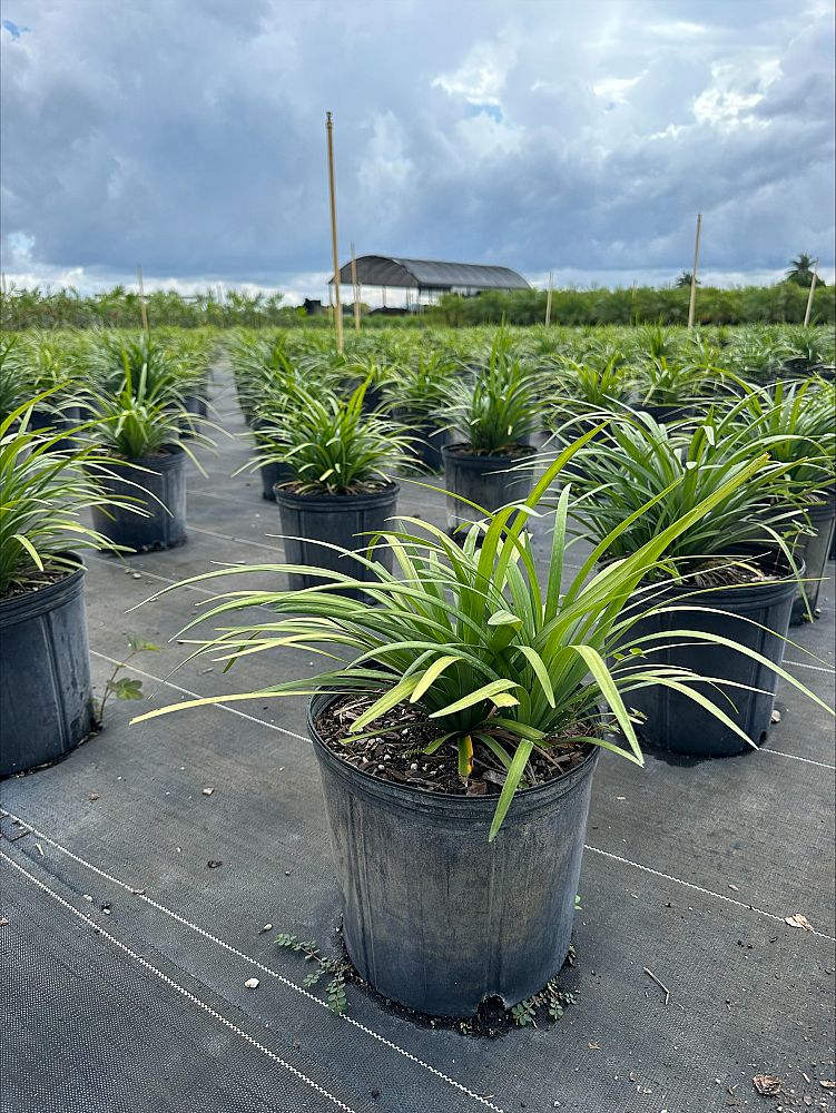 liriope-lilyturf-monkey-grass