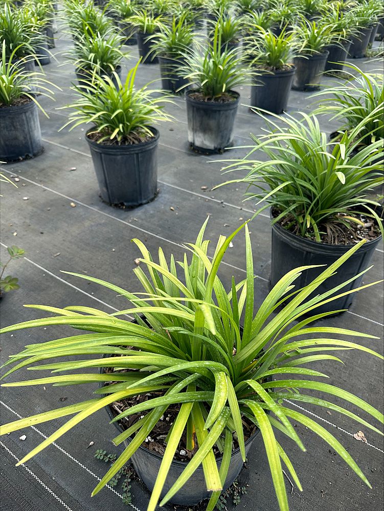 liriope-lilyturf-monkey-grass