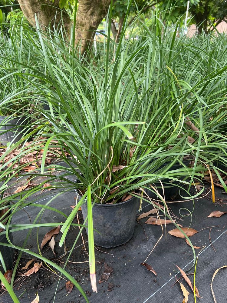 liriope-lilyturf-monkey-grass