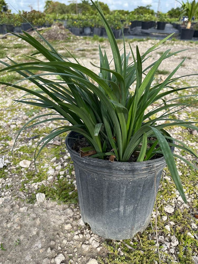 liriope-lilyturf-monkey-grass