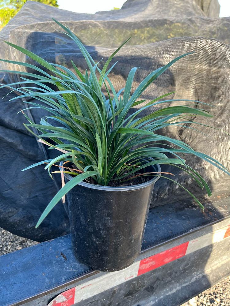 liriope-lilyturf-monkey-grass