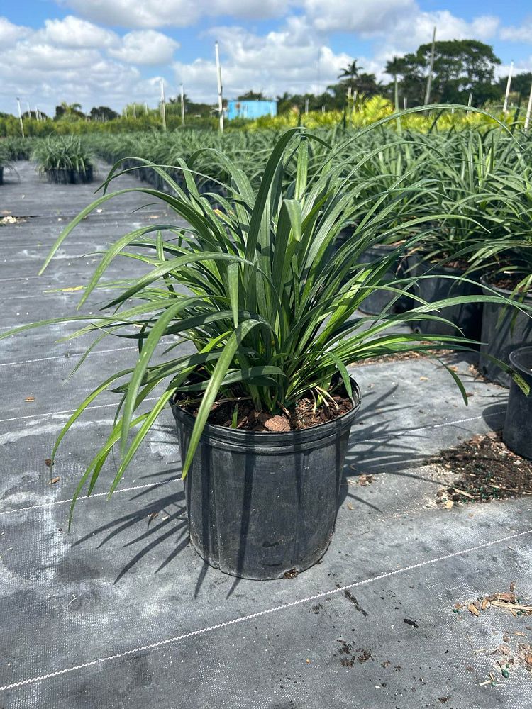 liriope-lilyturf-monkey-grass