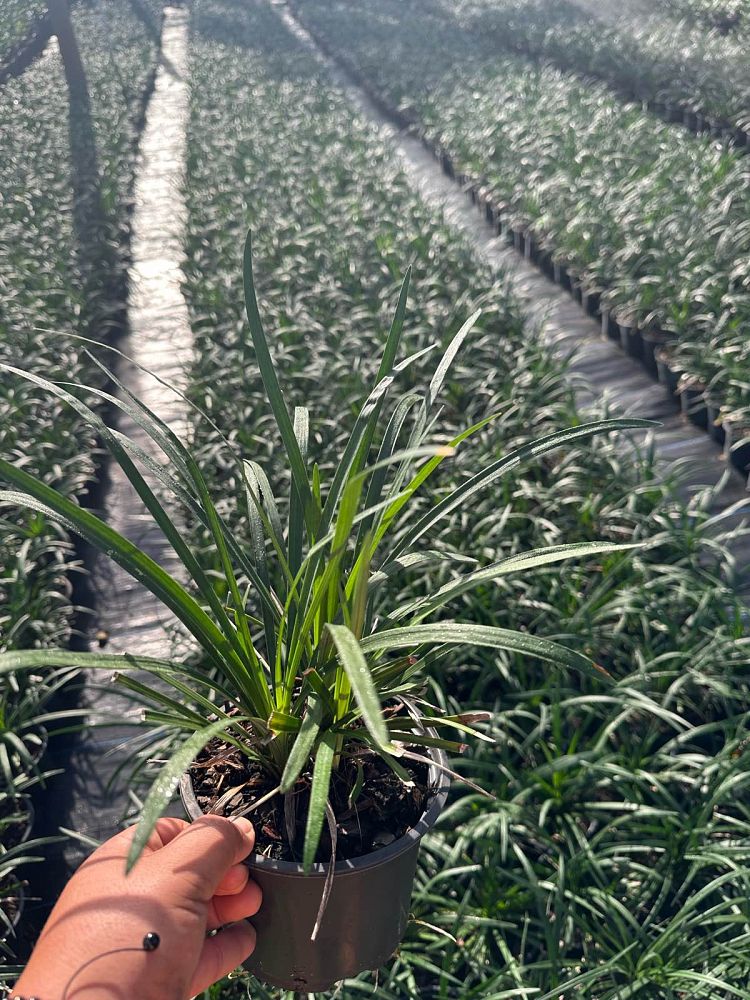 liriope-lilyturf-monkey-grass