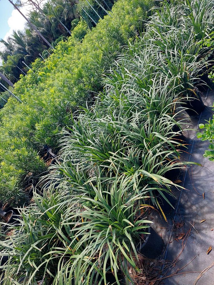 liriope-lilyturf-monkey-grass