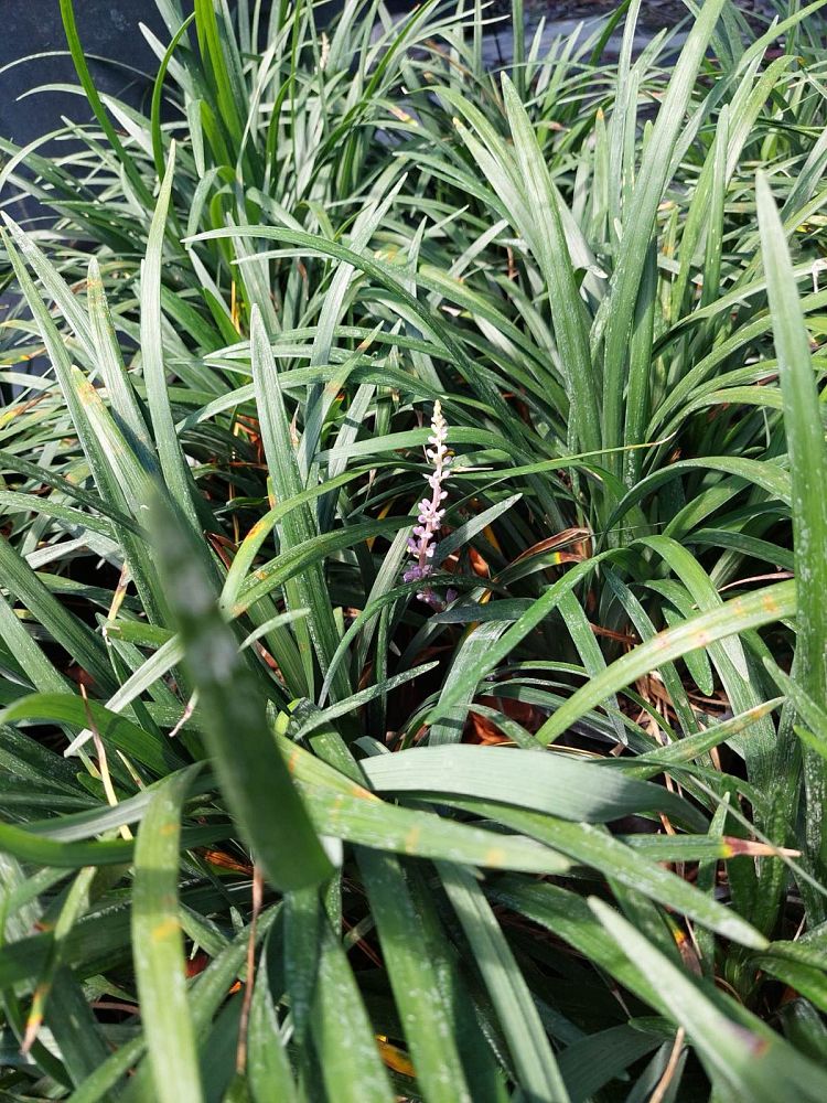 liriope-lilyturf-monkey-grass