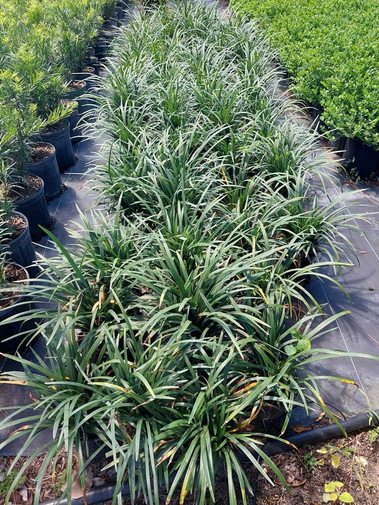liriope-lilyturf-monkey-grass