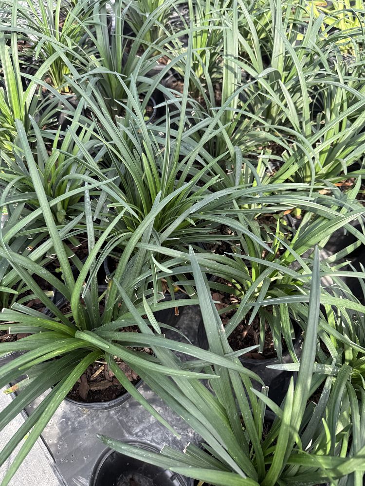 liriope-lilyturf-monkey-grass